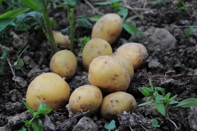 Bangladesh Potato Farmers Face Heavy Losses as Prices Drop
