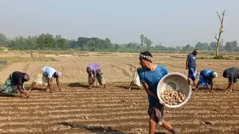 Dinajpur Potato Farmers Struggle with High Fertilizer Costs