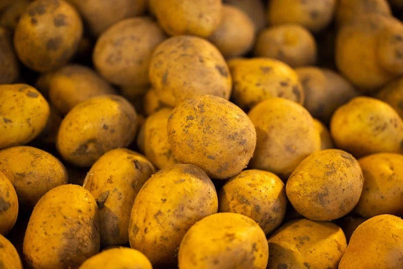 Record Potato Harvest Hurts Belgian Farmers