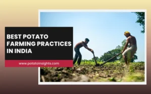 Best Potato Farming Practices in India-From Planting to Harvest