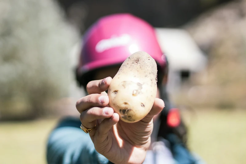 CRISPR Potato Tests Move Ahead in Sweden and Denmark