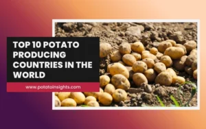 Top 10 Potato Producing Countries in the World