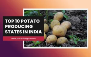Top 10 Potato Producing States in India