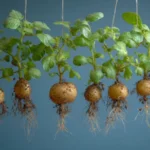 Aeroponics Changes How Potatoes are Grown in Haryana, India