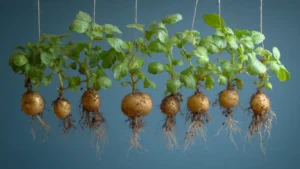 Aeroponics Changes How Potatoes are Grown in Haryana, India