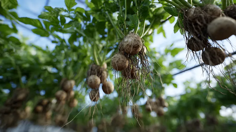 Aeroponics vs Traditional Potato Farming Costs, Yields & Benefits
