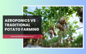 Aeroponics vs Traditional Potato Farming - Costs, Yields & Benefits_Potato Insights