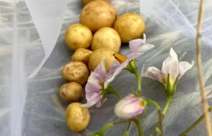 Air-Grown Potatoes Show New Promise in Indore