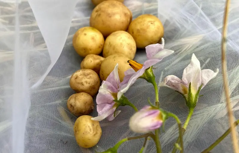 Air-Grown Potatoes Show New Promise in Indore
