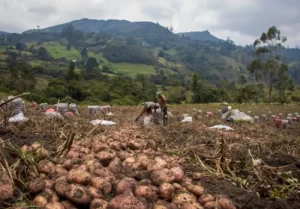 Bangladesh Govt to Send Tk260cr Help to Potato Farmers