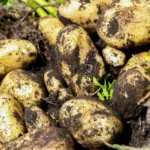 Bangladesh’s Potato Problem Is About Policy, Not Farming