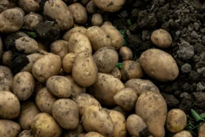 Canada’s Potato output Dips Slightly in 2025 After Dry Season