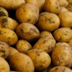 Cuttack Farmers Hesitant to Grow Potatoes This Season
