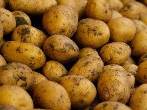 Cuttack Farmers Hesitant to Grow Potatoes This Season
