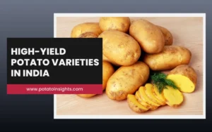 Best High-Yield Potato Varieties in India