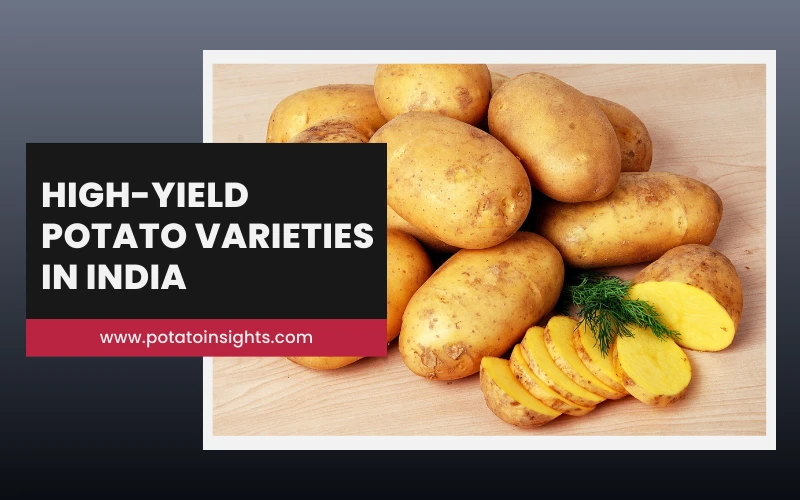 Best High-Yield Potato Varieties in India