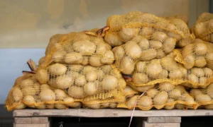 India Potato Exports to Indonesia in 2025 - Market Trends & Price Outlook
