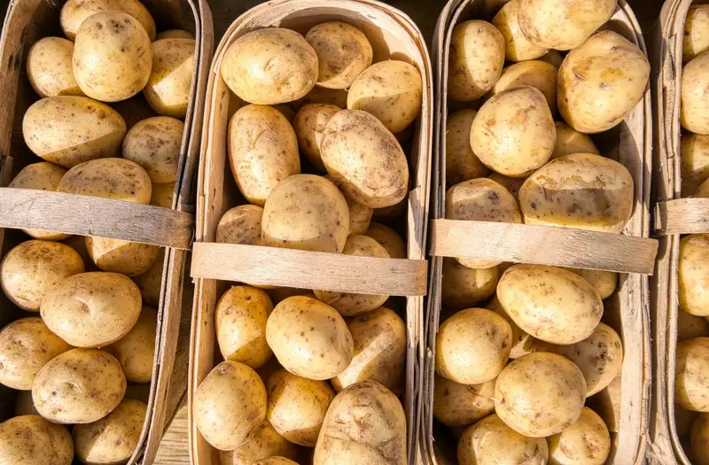 Tajikistan Shows Higher Potato Output and Focuses on Better Storage