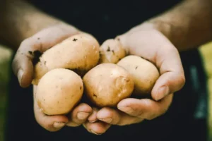 Ukraine Set for 50% Bigger Potato Harvest in 2025