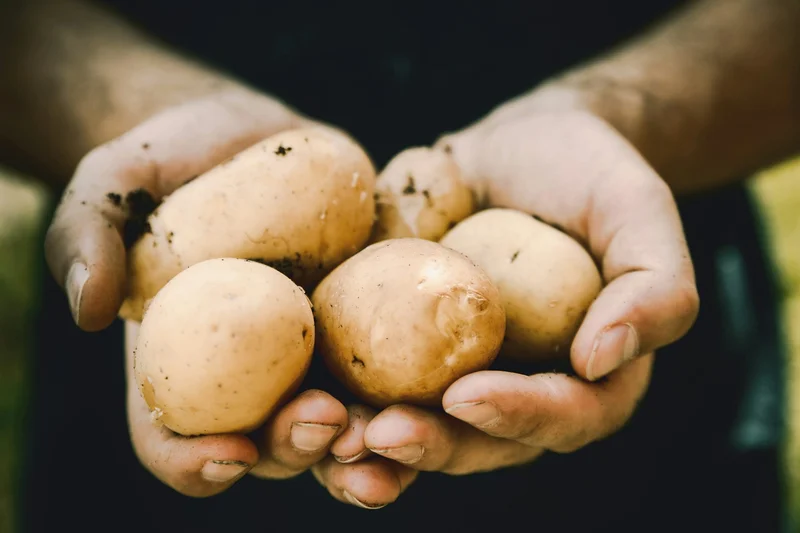 Ukraine Set for 50% Bigger Potato Harvest in 2025