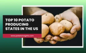 Top 10 Highest Potato Producing States in the US