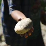Potato Farming Falls in Bogura, Bangladesh as Losses Grow