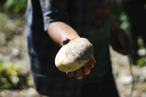 Potato Farming Falls in Bogura, Bangladesh as Losses Grow