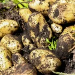 Potato Prices Rise as Afghan Families Struggle
