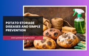 Potato Storage Diseases and Simple Prevention