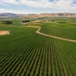 Washington Potato Industry Production, Processing and Exports