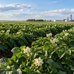 North Dakota Potato Industry - Production, Processing and Markets